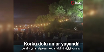 Asırlık çınar ağacının kopan dalı 4 kişiyi yaraladı