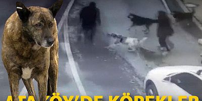 Ataköy'de köpekler korku saçıyor