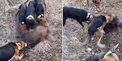 Avladığı hayvanların üstüne köpekleri saldı, dehşet verici görüntülere ceza yağdı