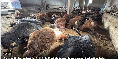 Ayı ağıla girdi: 144 küçükbaş hayvan telef oldu
