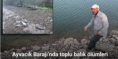 Ayvacık Barajı’nda toplu balık ölümleri