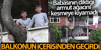 Babasının diktiği armut ağacını kesmeye kıyamadı, balkonun içerisinden geçirdi