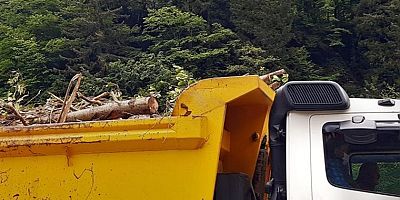 Bakan İsmailoğlu'nun ziyareti öncesi Cengiz İnşaat katledilen ağaçları taşıdı