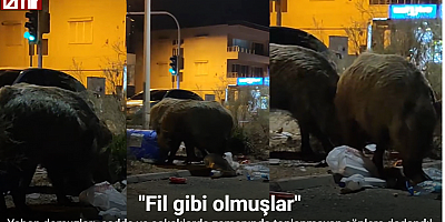 Balçova’da çöplere dadanan domuzlar iri cüsseleriyle şaşırttı