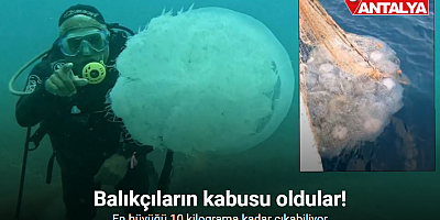 Balıkçıların kabusu oldular : Attıkları ağlara yüzlerce dev denizanası takıldı