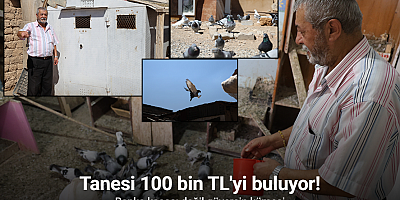 Banka kasası değil güvercin kümesi