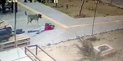 Başıboş köpekler çocuğa böyle saldırdı