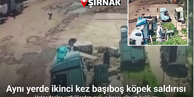 Başıboş köpekler önce küçük çocuğa şimdi de yaşlı adama saldırdı