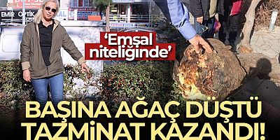 Başına ağaç düştü, tazminat kazandı