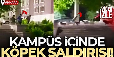 Başkentte kampüs içinde köpek saldırısı