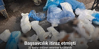 Başsavcılık itiraz etmişti, 33 kediyi öldüren veteriner tutuklandı