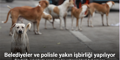 Belçika'da vakıf kültürü ve kamu gücü iş birliği başıboş köpek varlığını engelliyor