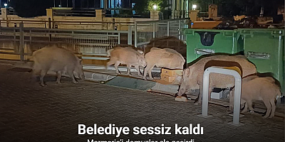 Belediye sessiz kaldı, Marmaris’i domuzlar ele geçirdi