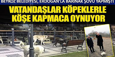 Beykoz Belediyesi, Erdoğan’la barınak şovu yapmıştı, Vatandaşlar köpeklerle köşe kapmaca oynuyor