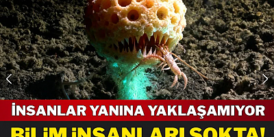 Bilim insanları şokta! 'Ölüm topu' her şeyi yiyor