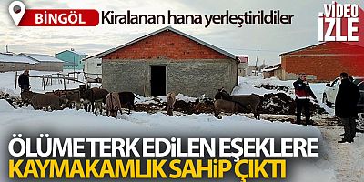 Bingöl'de kışın başıboş bırakılan eşekler kiralanan hana yerleştirildi