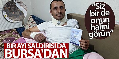 Bir ayı saldırısı da Bursa'dan