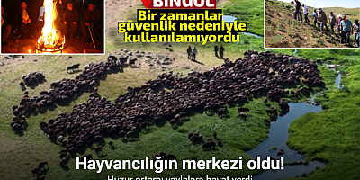 Bir zamanlar güvenlik nedeniyle kullanılamayan yaylalar, bugün hayvancılığın merkezi oldu