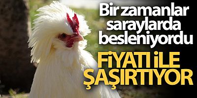 Bir zamanlar saraylarda beslenen tavuk fiyatı ile şaşırtıyor