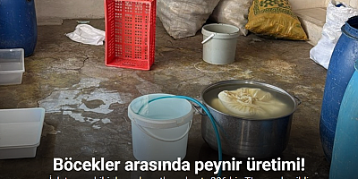 Böcekler arasında peynir üretimi: İşletme sahibi duvardan atlayıp kaçtı, 396 bin TL ceza kesildi
