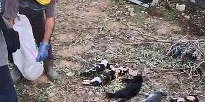 Bodrum'da 20 kedi katledildi