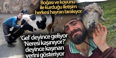 Boğası ve koyunu ile kurduğu iletişim dikkat çekiyor