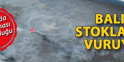 Boğaz'da denizanası yoğunluğu; balık stoklarında azalmaya sebep oluyor