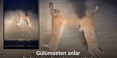 Boks maçını aratmayan anlar: Bayburt’ta iki yaban tavşanı kavga ederken görüntülendi