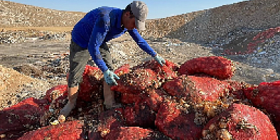 Boş araziye dökülen tonlarca soğanı vatandaşlar evlerine götürdü