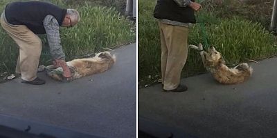 Boynuna ip bağladığı köpeğe işkence etmişti! O şahıs serbest bırakıldı