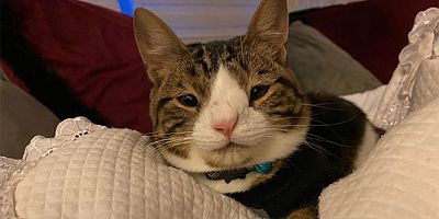 Bu da down sendromlu sevimli kedi