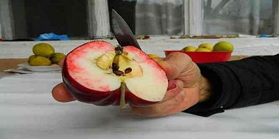 Bu elma sadece Posof'ta yetiştiriliyor