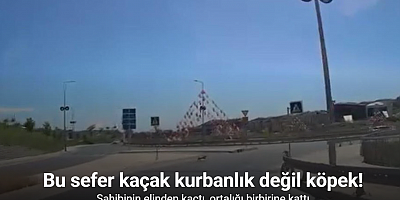 Bu sefer kaçak kurbanlık değil köpek ortalığı birbirine kattı; o anlar kamerada