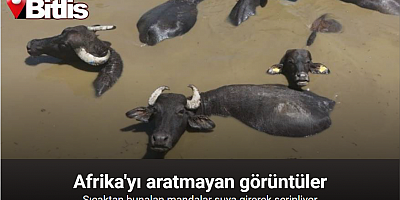 Burası Afrika değil Bitlis: Sıcaktan bunalan mandalar suya girerek serinliyor