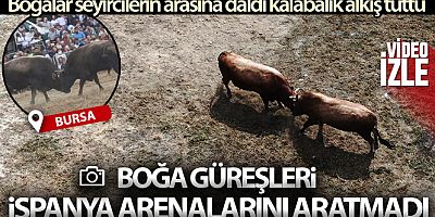 Bursa'da boğa güreşleri İspanya arenalarını aratmadı