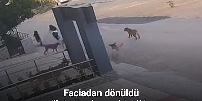 Bursa’da köpek saldırısından son anda kurtuldular
