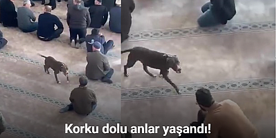 Camiye giren pitbull yakalandı, sahibine işlem yapıldı