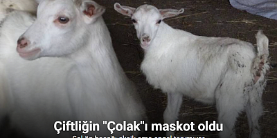 Çanakkale’de 3 bacaklı oğlak görenleri şaşırtıyor