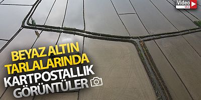 Çeltik tarlalarının sofraya uzanan yolculuğu başladı