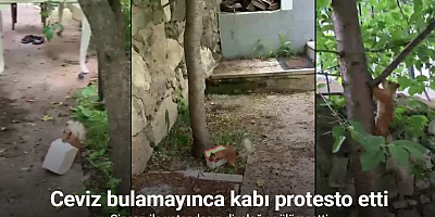 Ceviz bulamayınca kabı protesto etti: Sincap ile vatandaşın diyaloğu gülümsetti