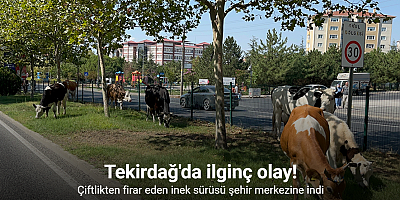 Çiftlikten firar eden inek sürüsü şehir merkezine indi
