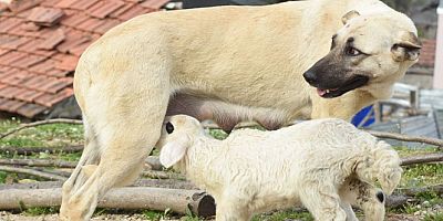 Çoban köpeği, kuzuya süt annelik yapıyor