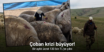 Çoban krizi büyüyor: Bir aylık ücret 130 bin TL’ye çıktı