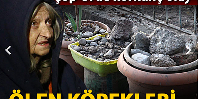 Çöp evde ölen köpekleri saksılara saklamış