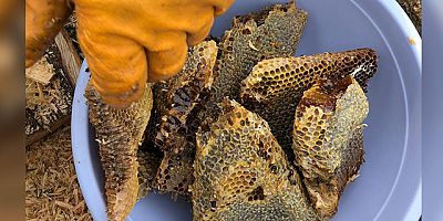 Çürümüş ağaç kovuğunda bal buldu