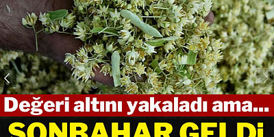 Değeri altınla yarışıyor ama... Sonbahar geldi kapış kapış satılıyor