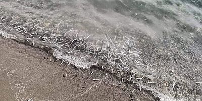 Denize dökülen hamsiler şaşırttı 