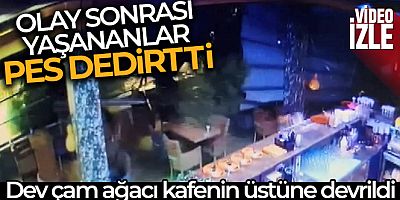 Dev çam ağacı kafenin üstüne böyle devrildi
