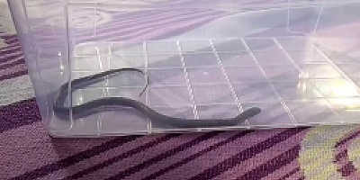 Diyarbakır’da 4’üncü kattaki bir evin çocuk odasına yılan girdi
