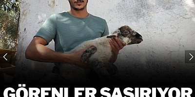 Doğan kuzuyu görenler inanamadı! Büyü diyen var, korkan var